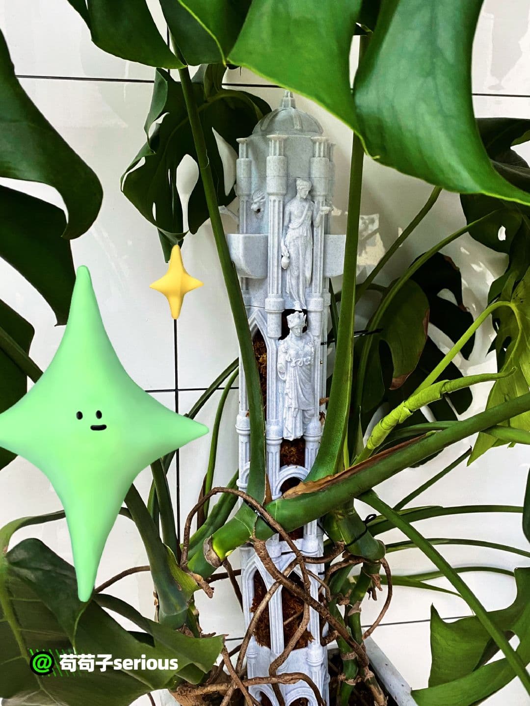 After 32 hours of fighting, the sphagnum moss column was finally replaced. - Thai Constellation Monstera care tips