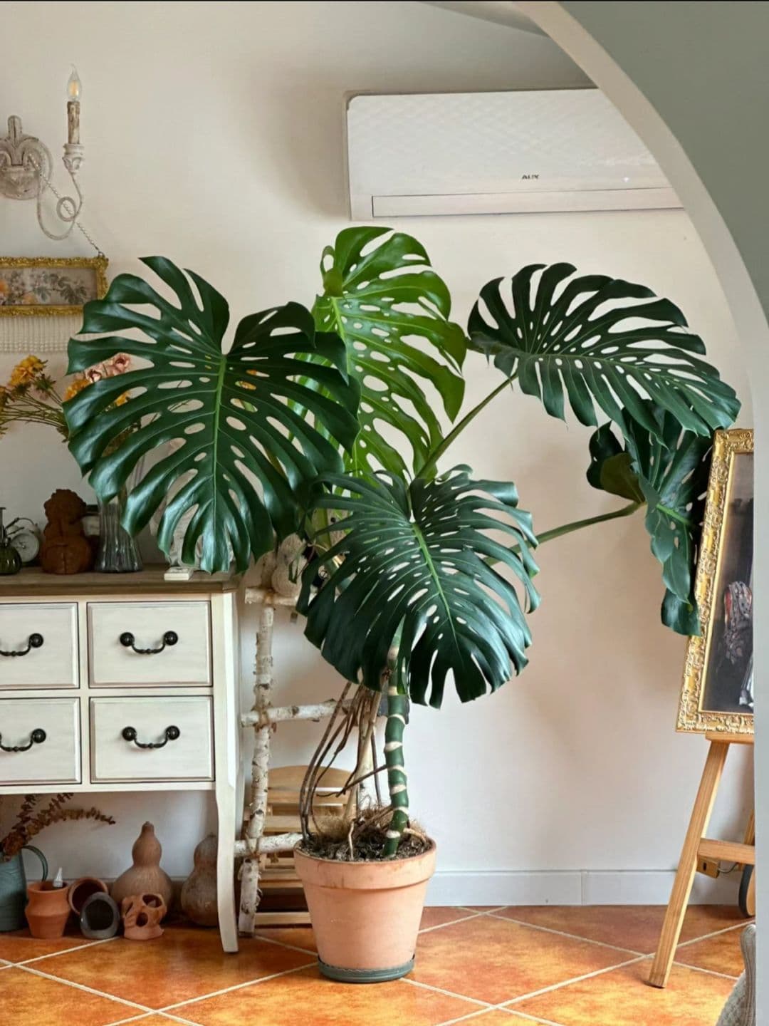 &quot;Monstera&quot;