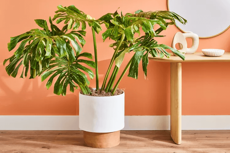 Propagation Tips for Monstera Thai Constellation