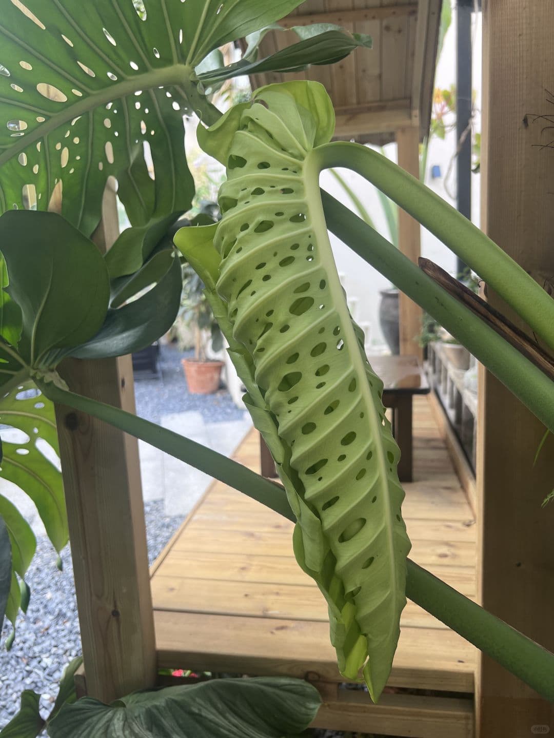 The old Monstera in the garden | Trypophobia patients should beware
