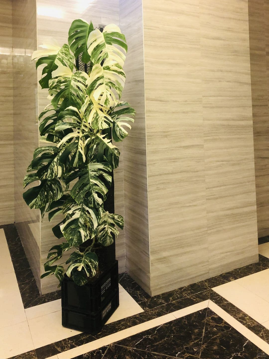 Whose Monstera lives in a mansion? Yes! It&#39;s mine!