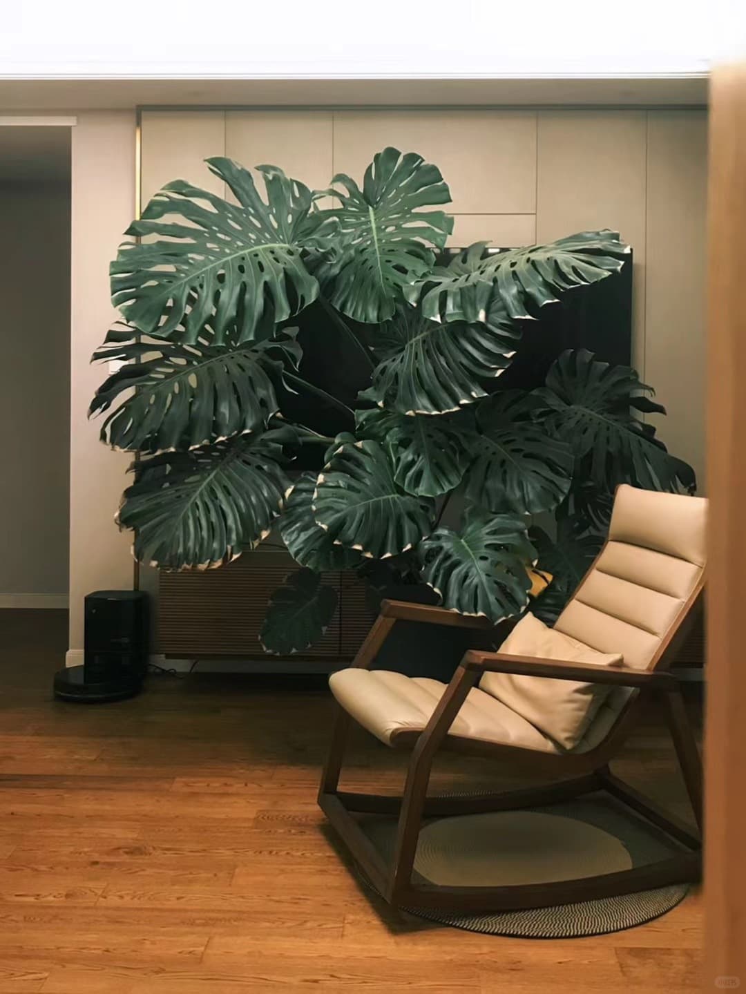 Will you regret raising Monstera?