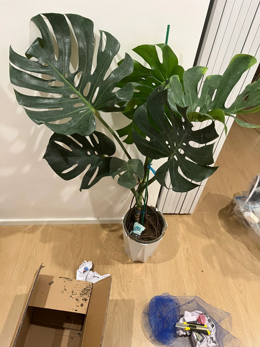 69 Monstera arrived and started searching for what to do next