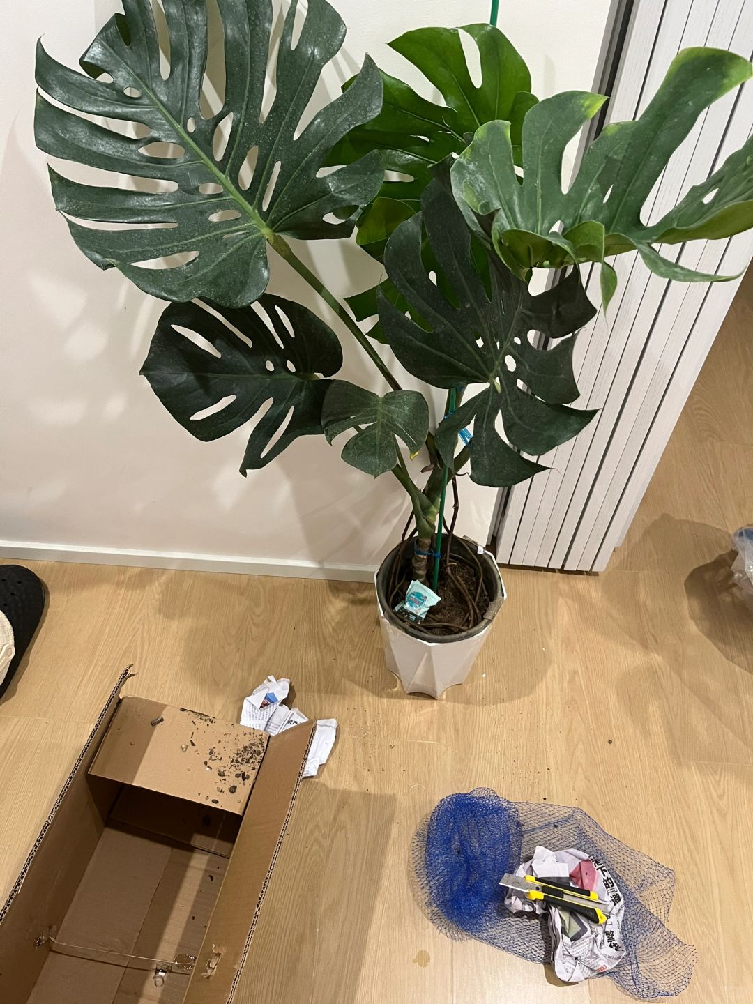 69 Monstera arrived and started searching for what to do next