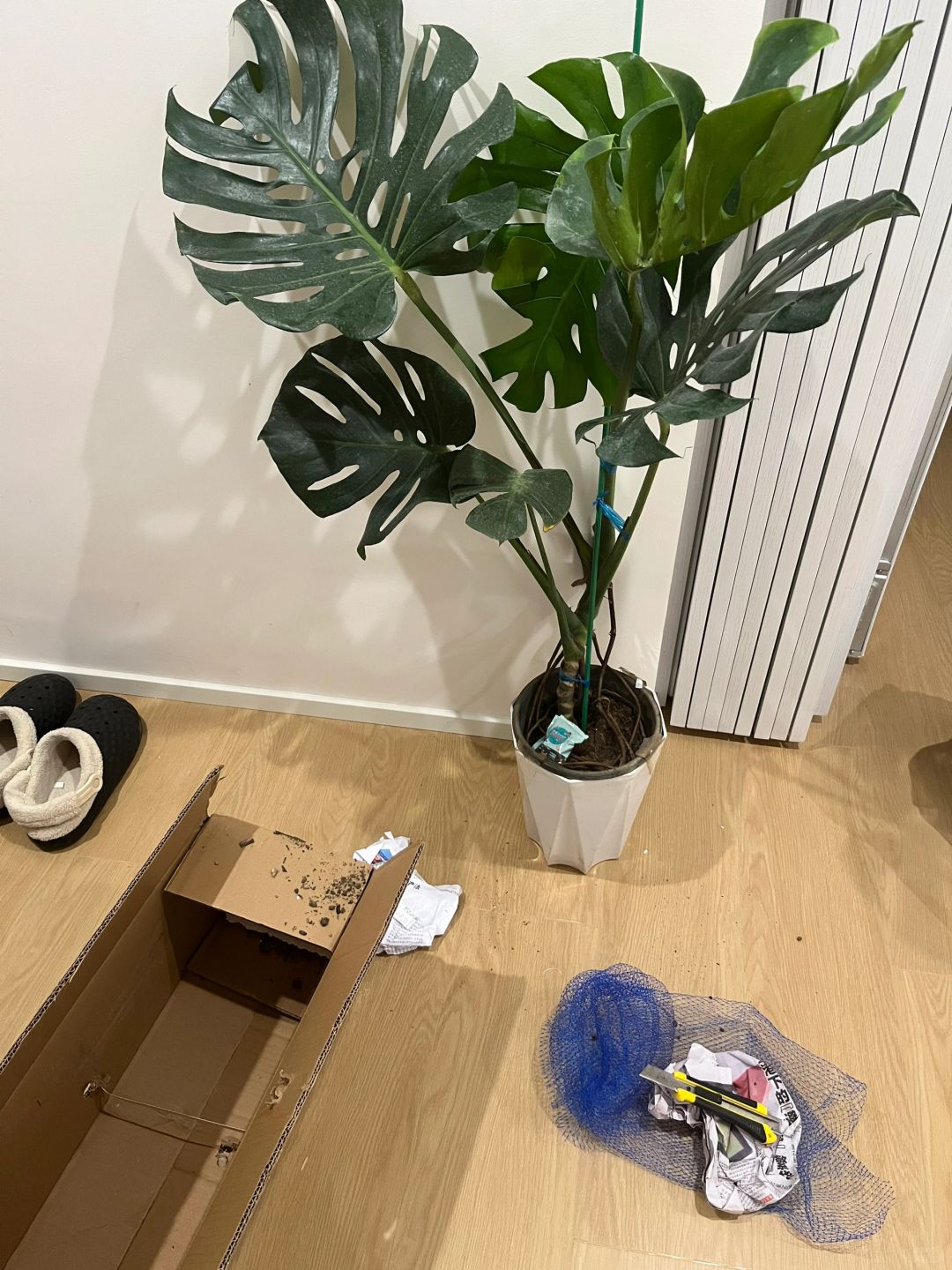 69 Monstera arrived and started searching for what to do next