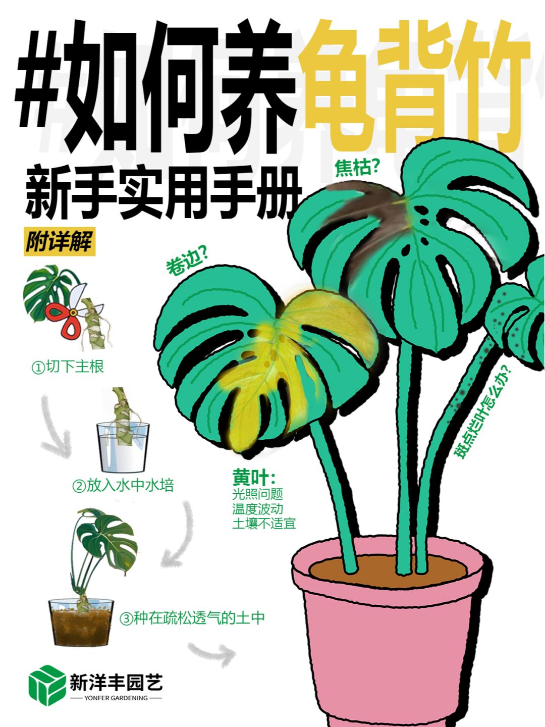 A comprehensive guide to Monstera care!