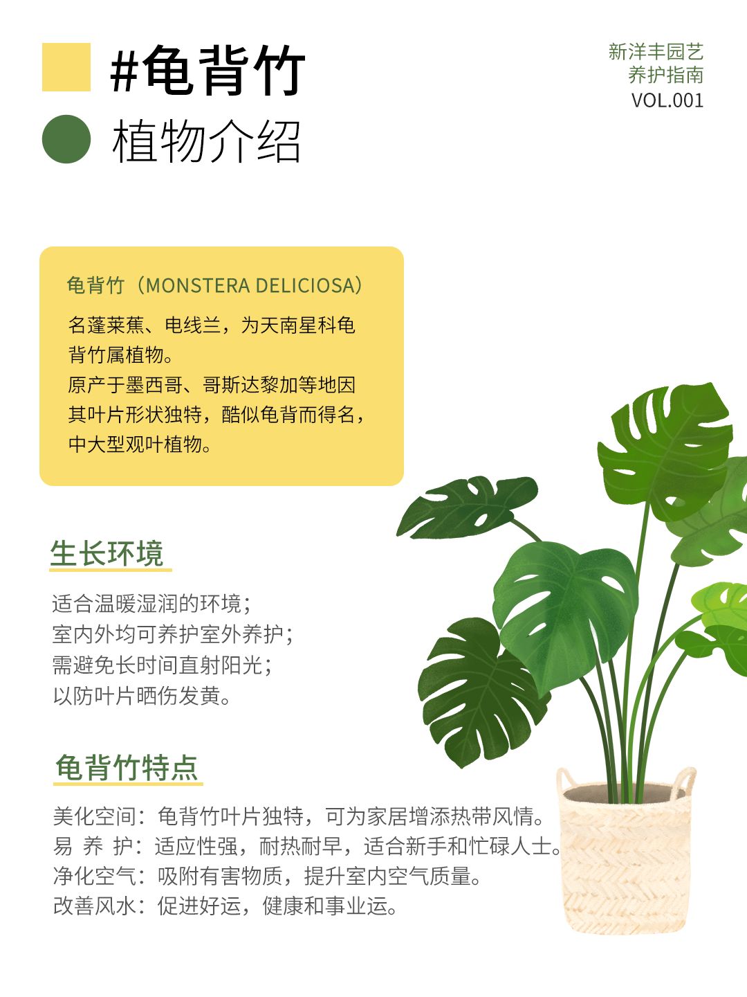 A comprehensive guide to Monstera care!