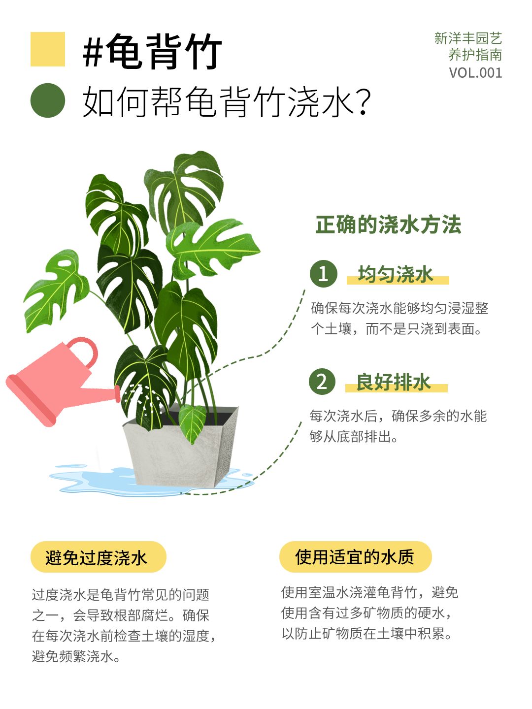 A comprehensive guide to Monstera care!