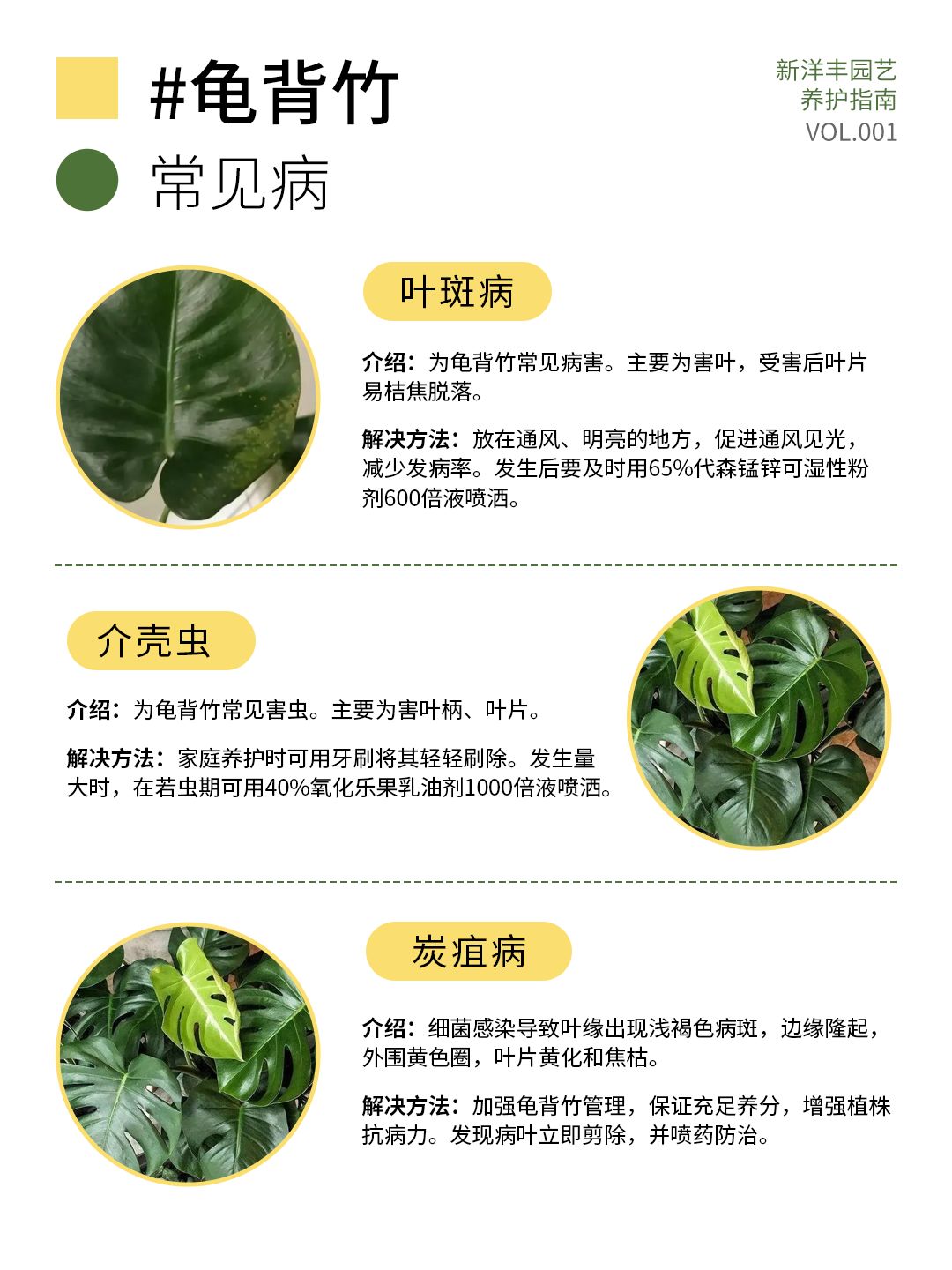 A comprehensive guide to Monstera care!