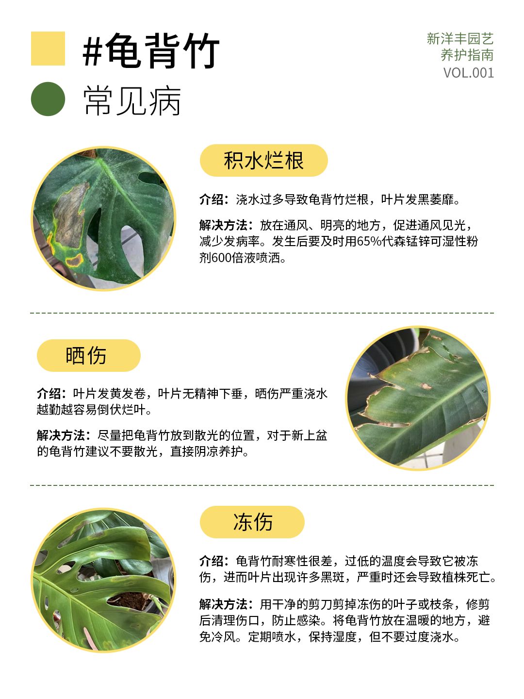 A comprehensive guide to Monstera care!