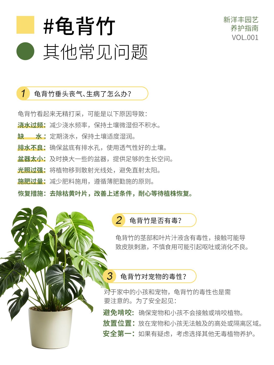 A comprehensive guide to Monstera care!