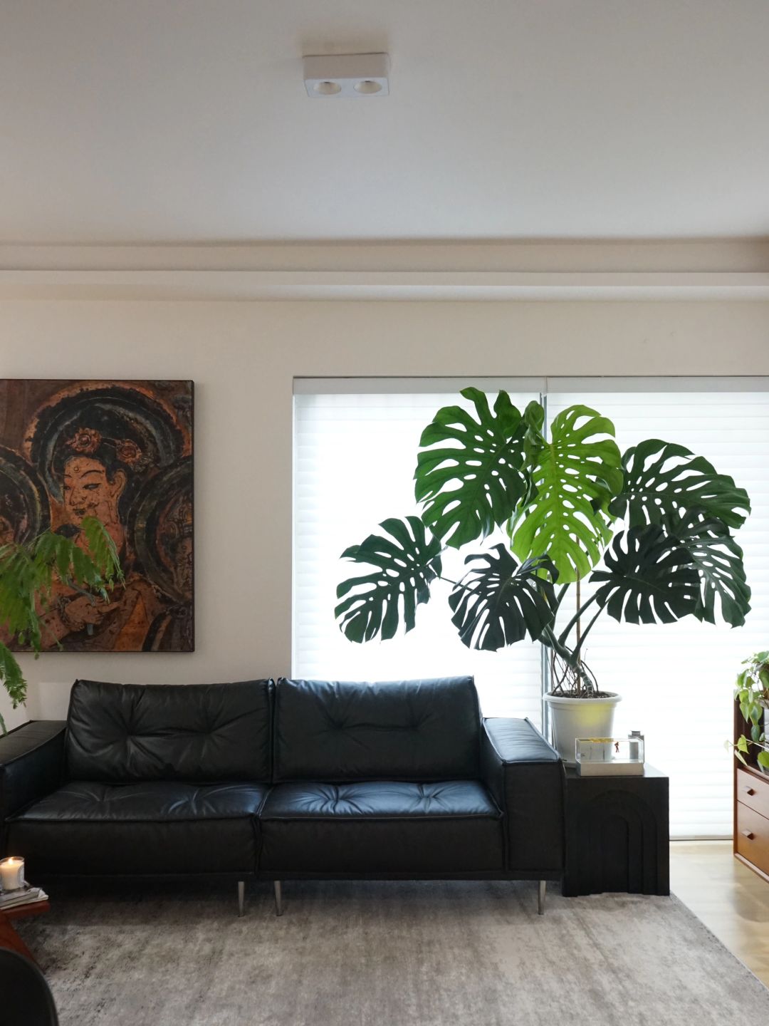 A Monstera supports a living room (with maintenance tips✅)