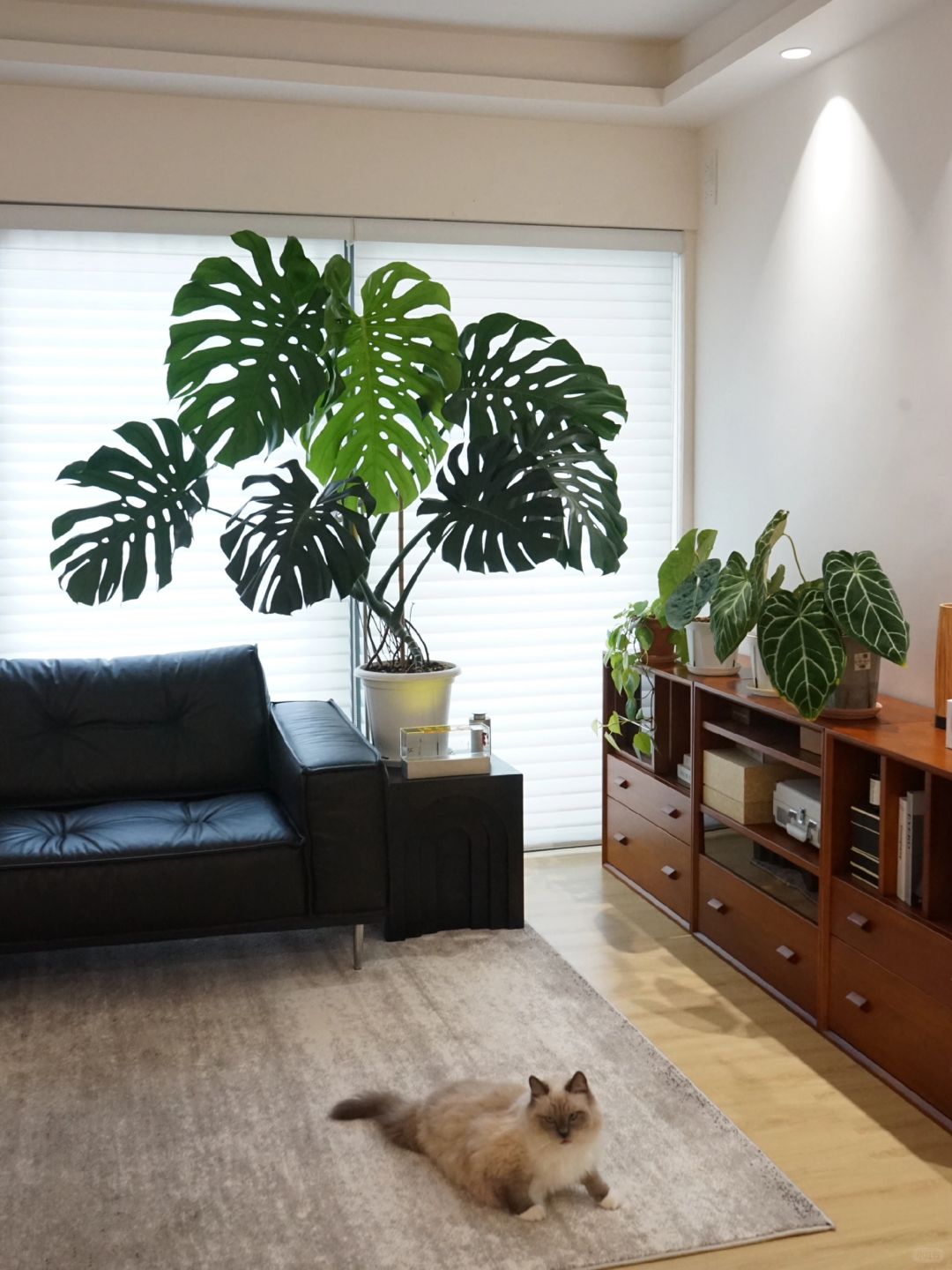 A Monstera supports a living room (with maintenance tips✅)