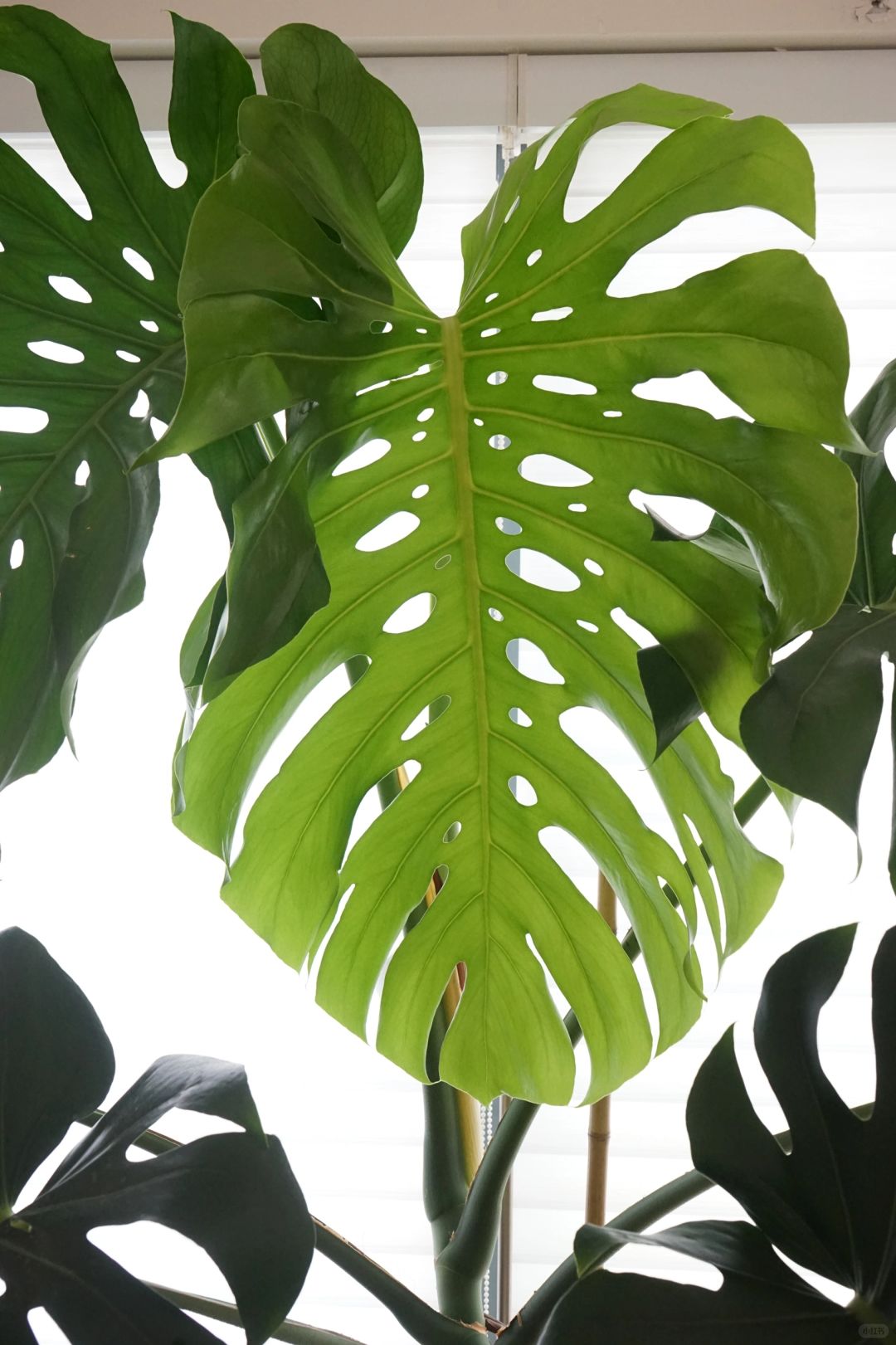 A Monstera supports a living room (with maintenance tips✅)