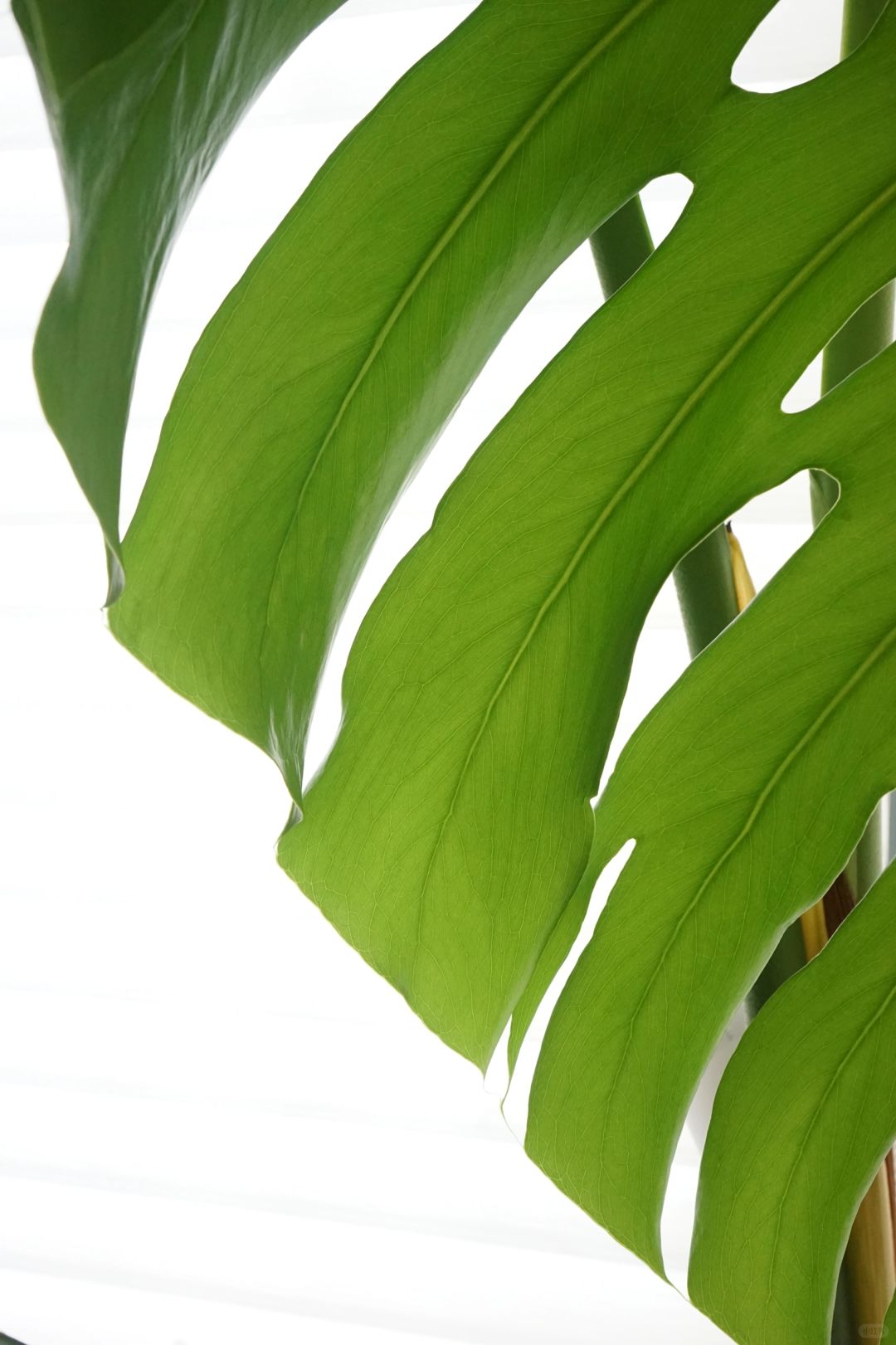 A Monstera supports a living room (with maintenance tips✅)