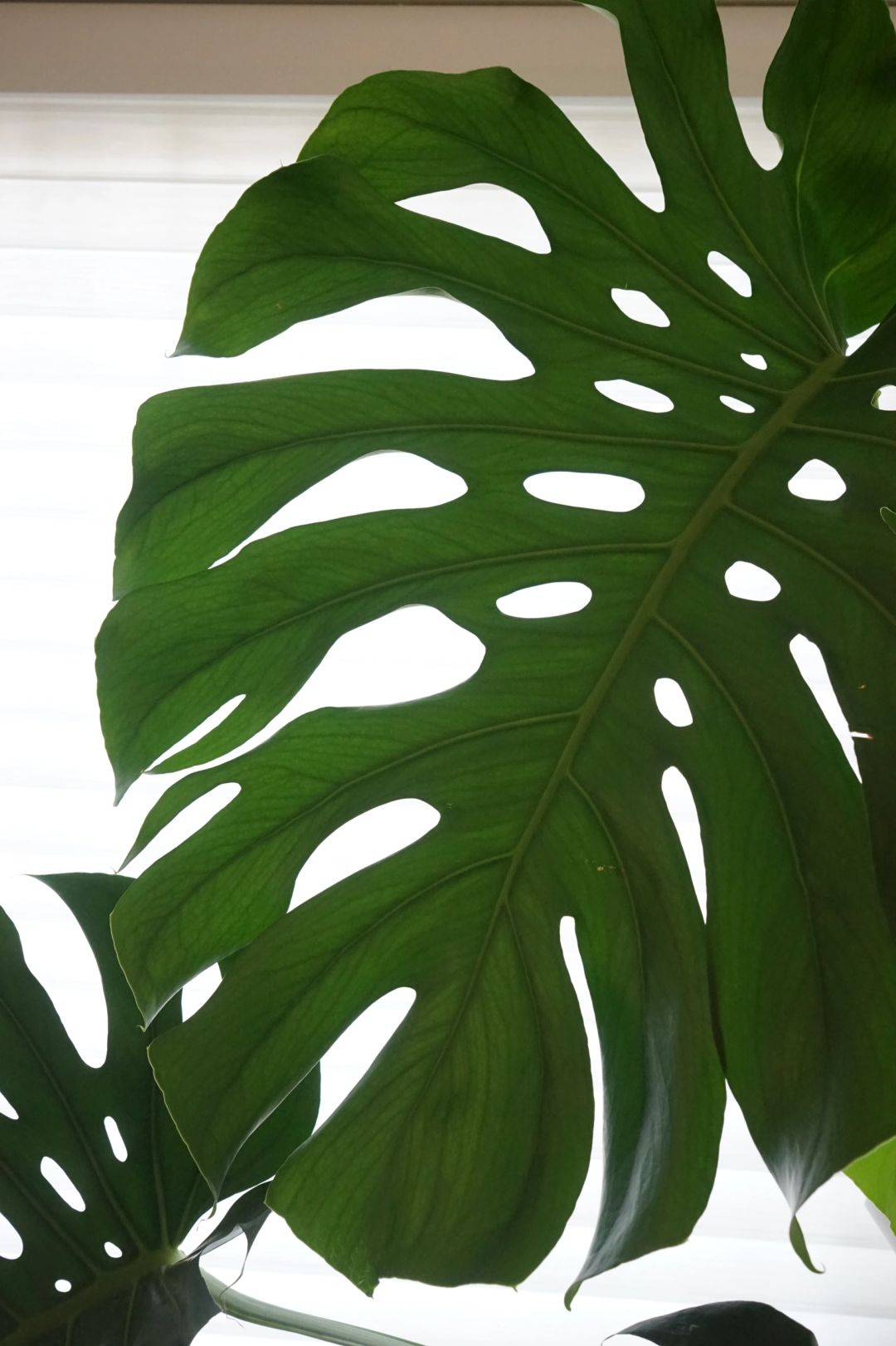 A Monstera supports a living room (with maintenance tips✅)