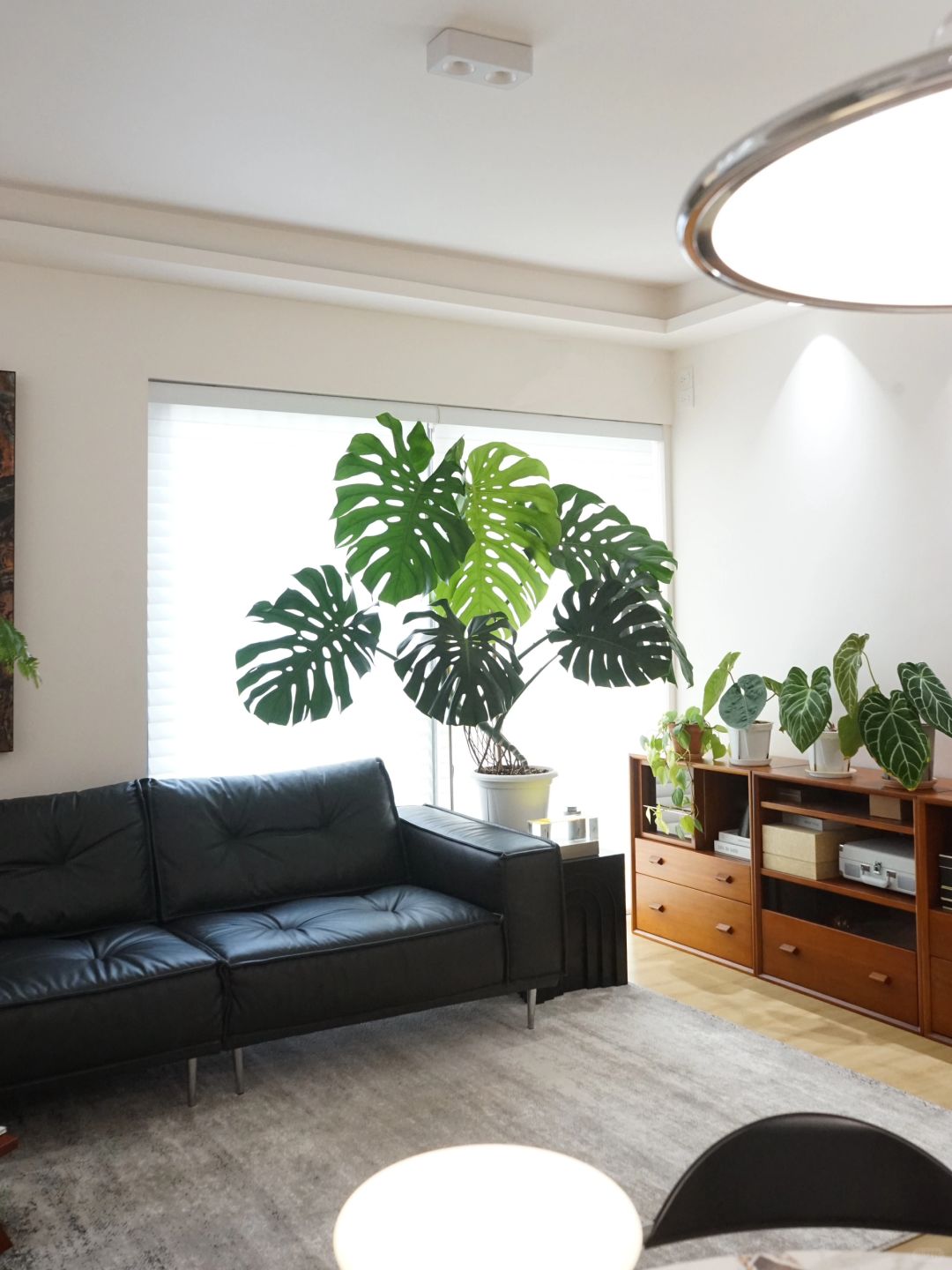 A Monstera supports a living room (with maintenance tips✅)