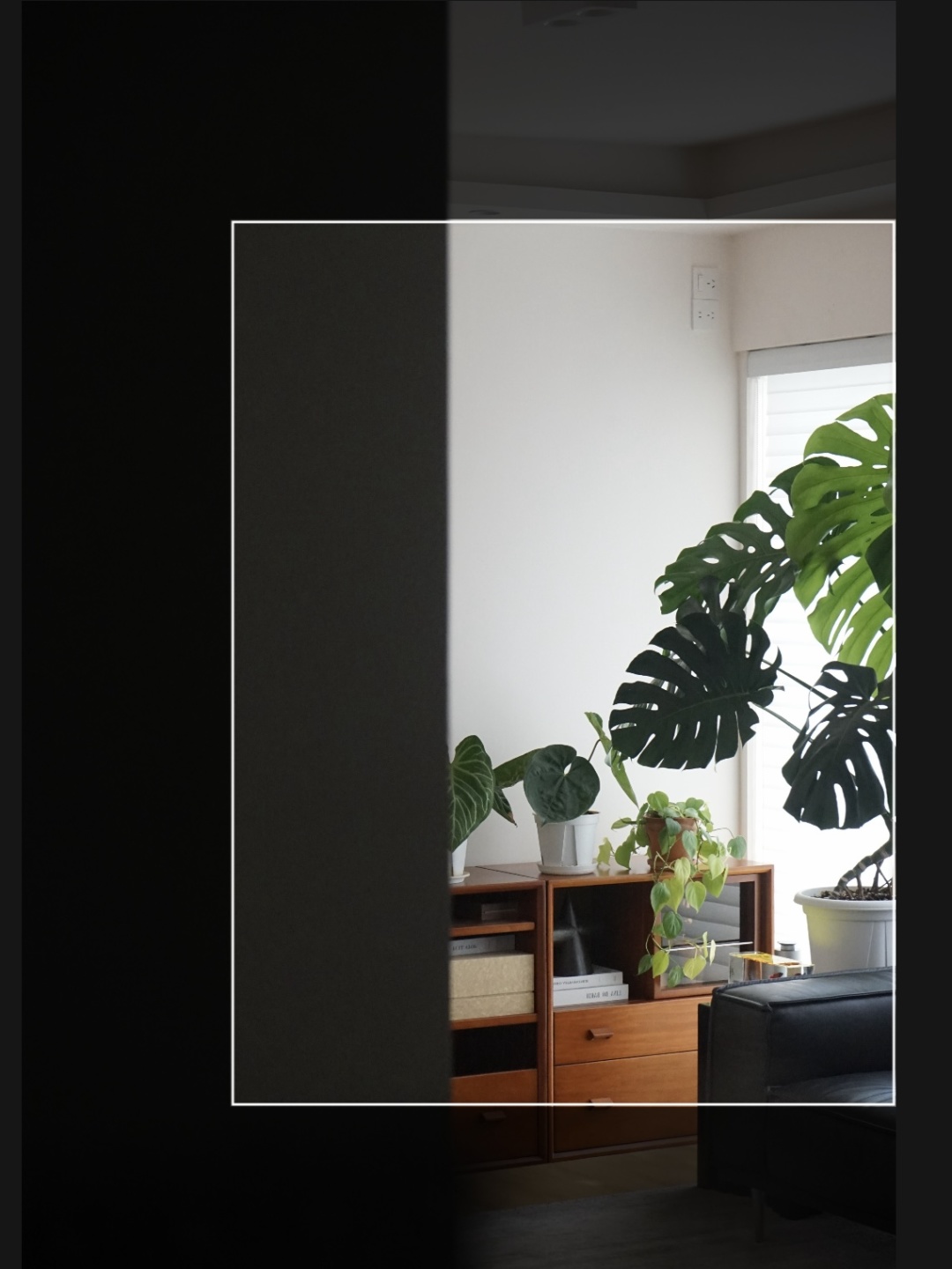 A Monstera supports a living room (with maintenance tips✅)