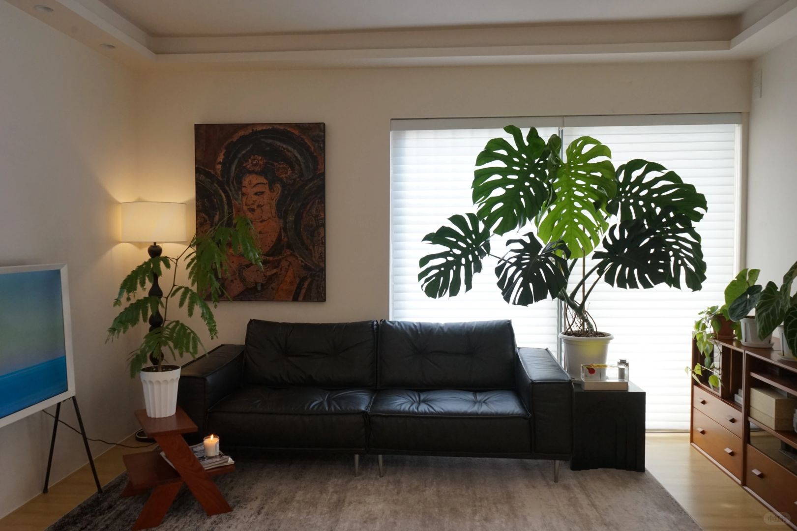 A Monstera supports a living room (with maintenance tips✅)