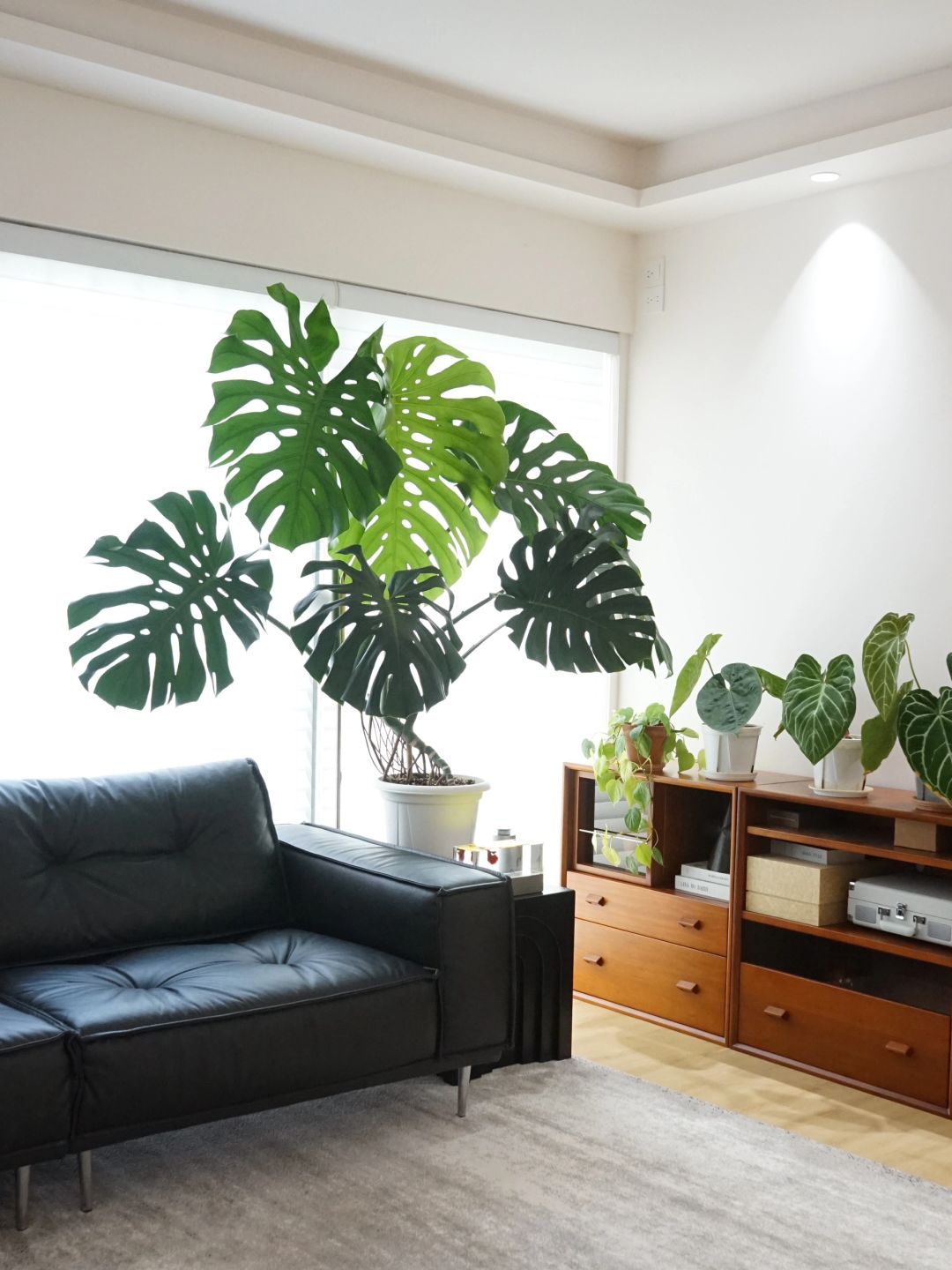 A Monstera supports a living room (with maintenance tips✅)