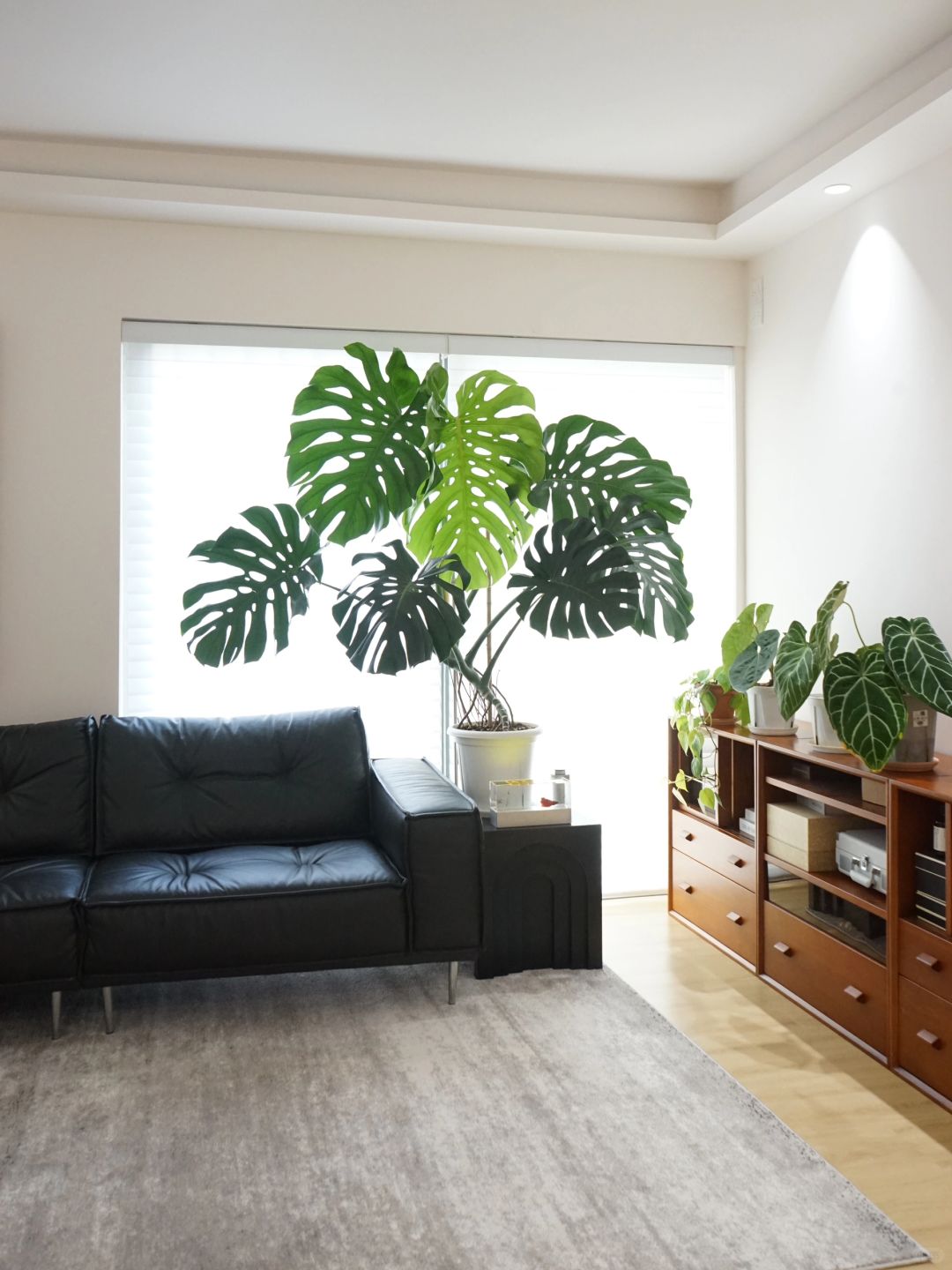 A Monstera supports a living room (with maintenance tips✅)