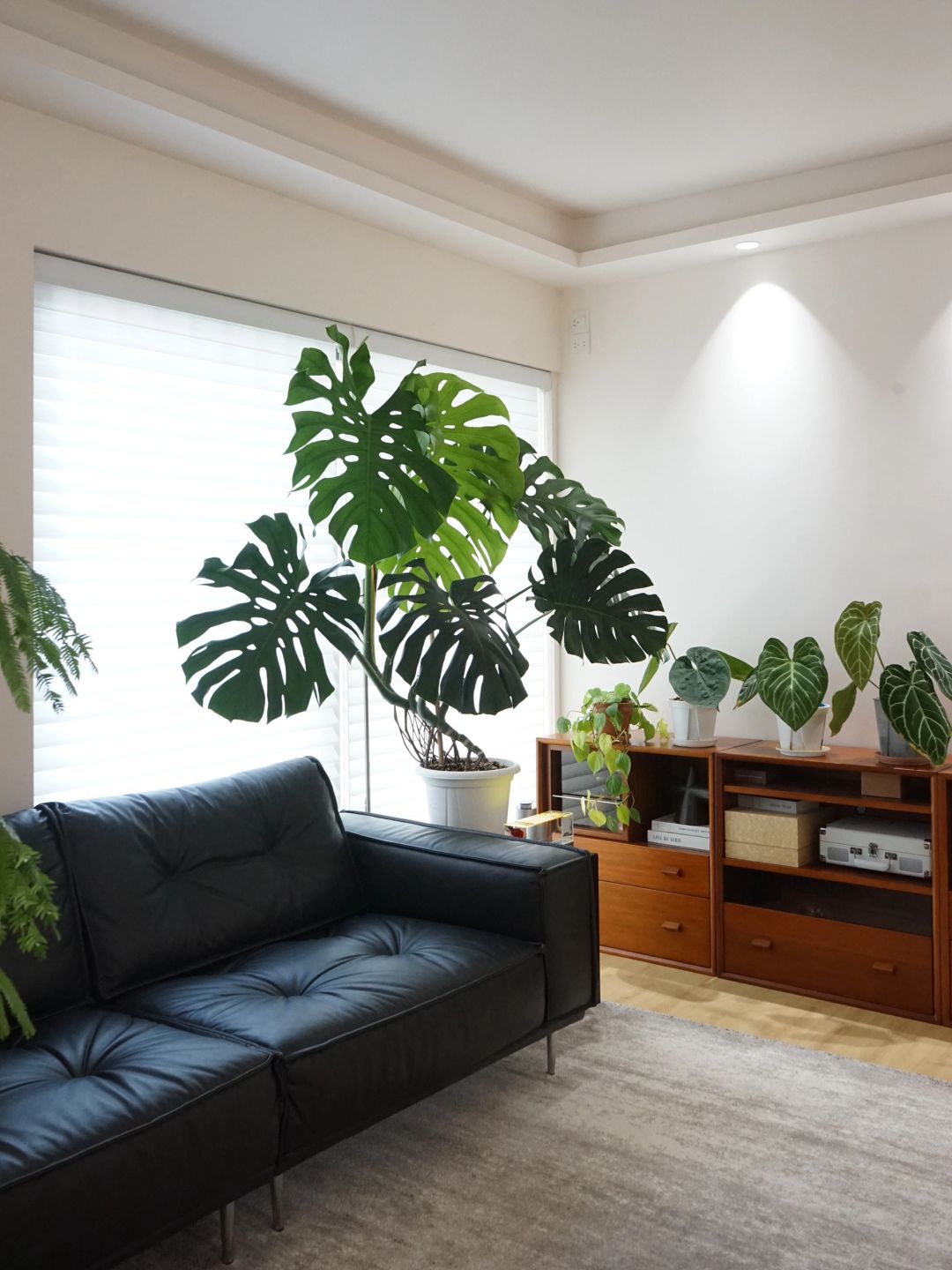 A Monstera supports a living room (with maintenance tips✅)