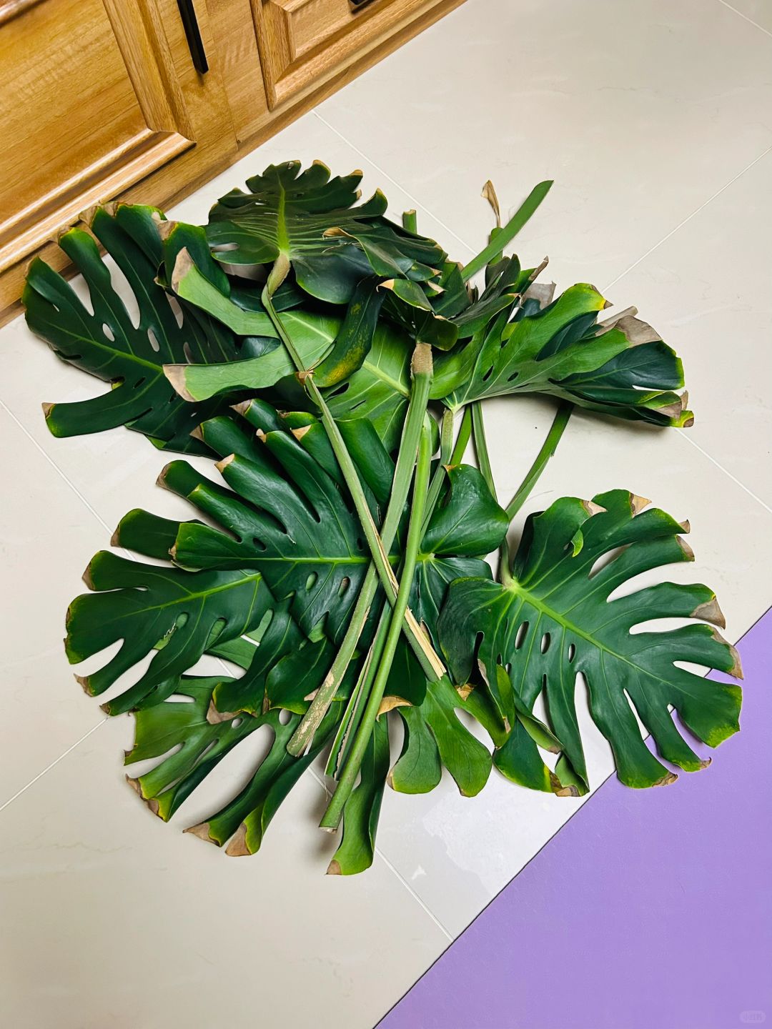 Advice: Be sure to tie up the Monstera early!