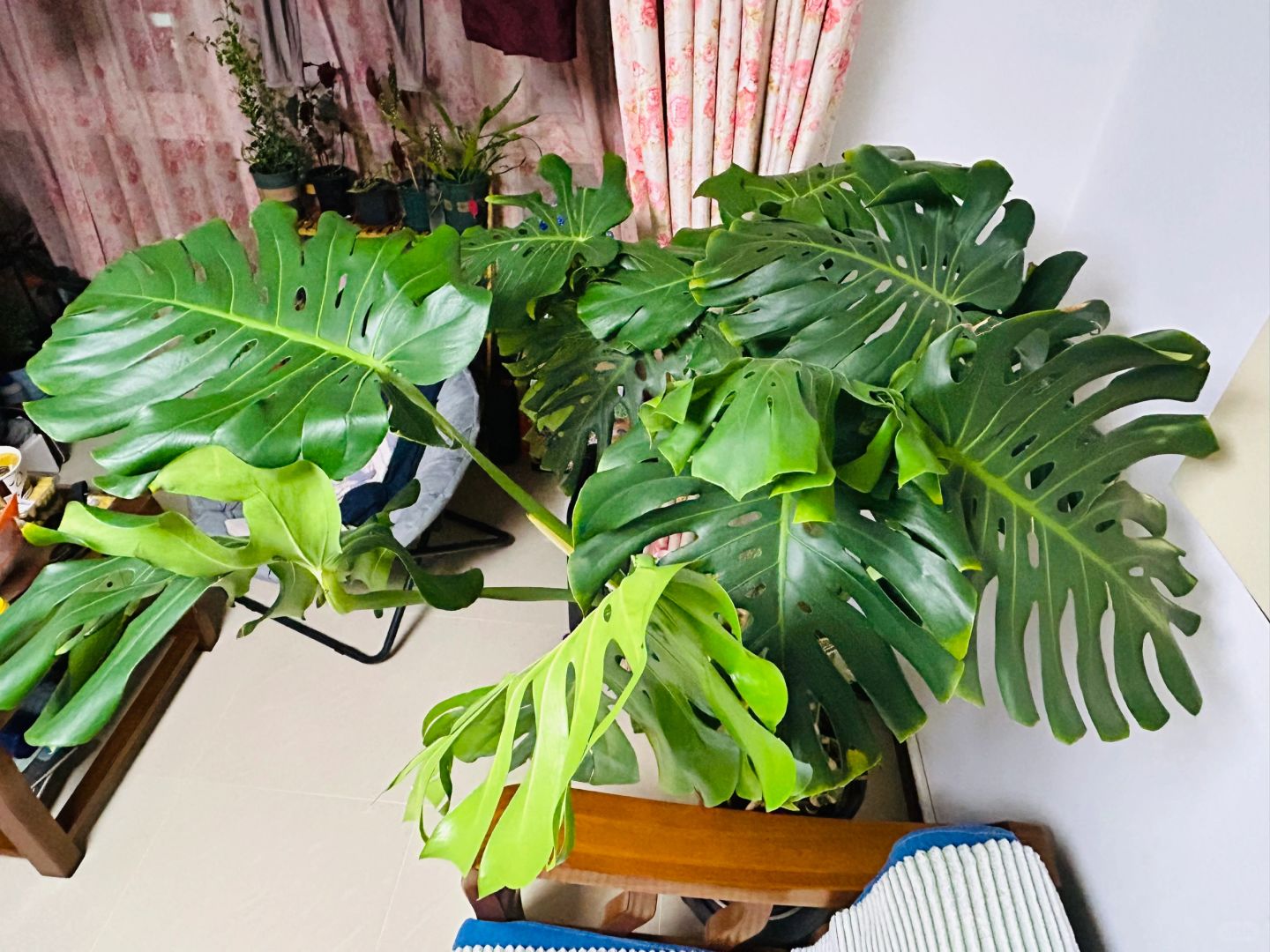 Advice: Be sure to tie up the Monstera early!