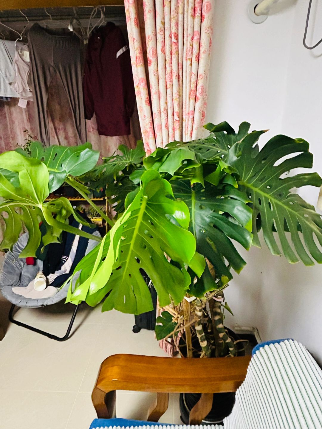 Advice: Be sure to tie up the Monstera early!