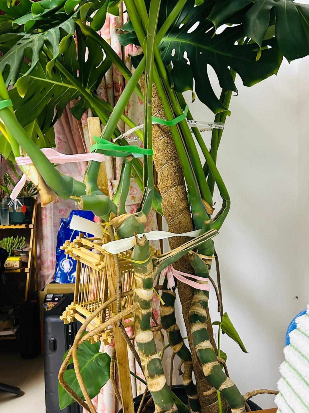 Advice: Be sure to tie up the Monstera early!