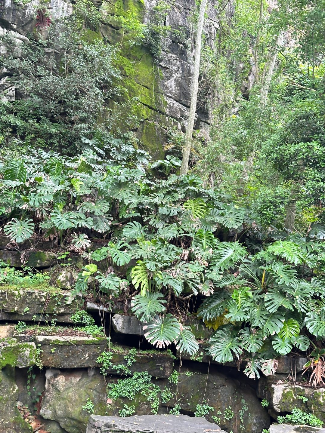 Can't I really take some of this roadside Monstera home?