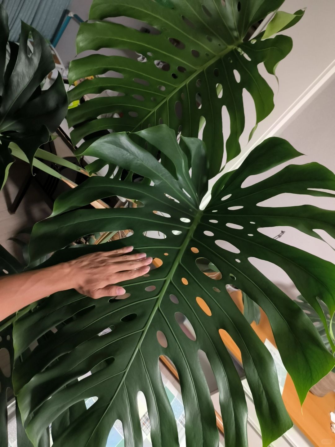 Daily care of Monstera