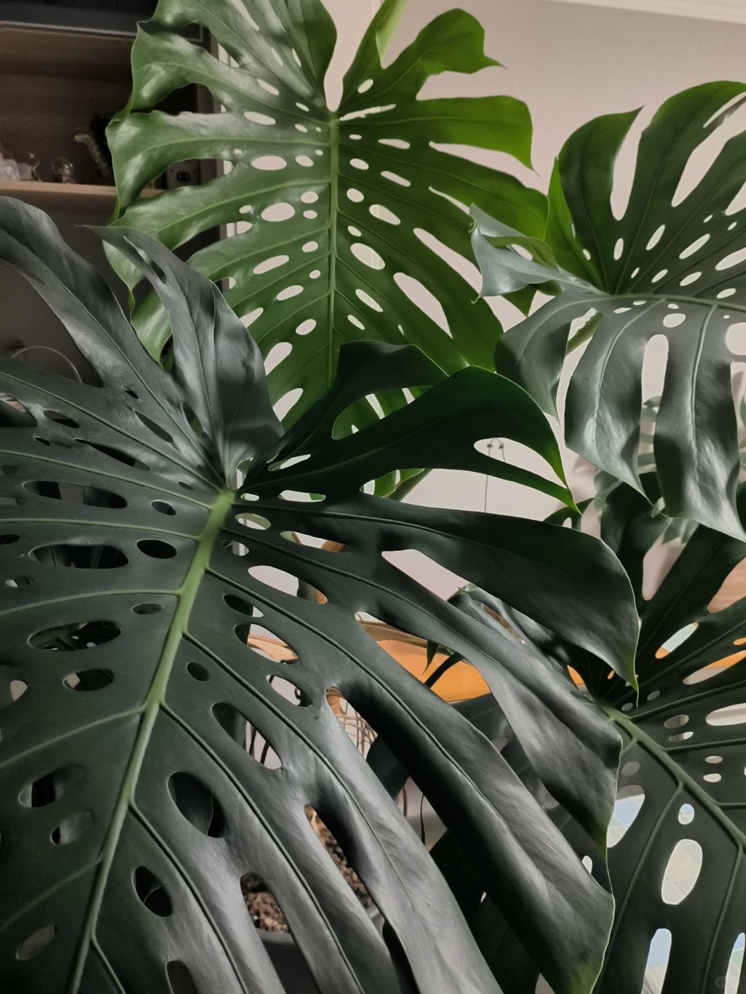 Daily care of Monstera