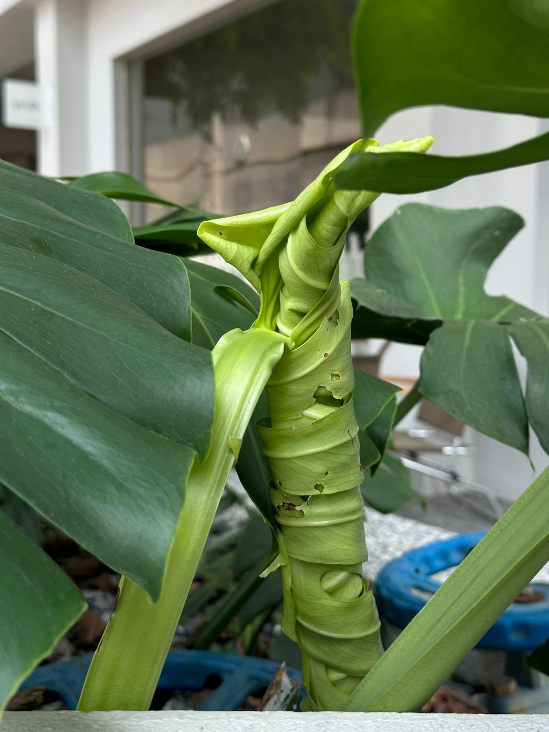 Finally I know how the holes in Monstera are formed.