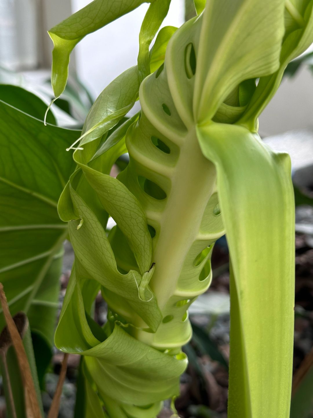 Finally I know how the holes in Monstera are formed.