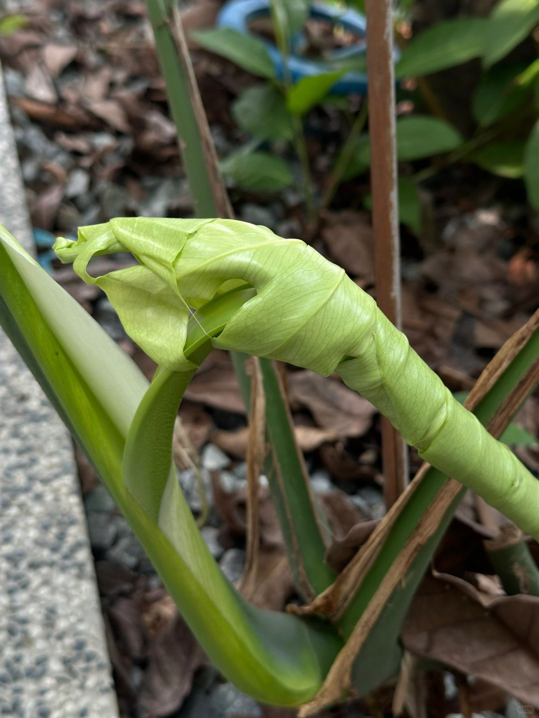 Finally I know how the holes in Monstera are formed.