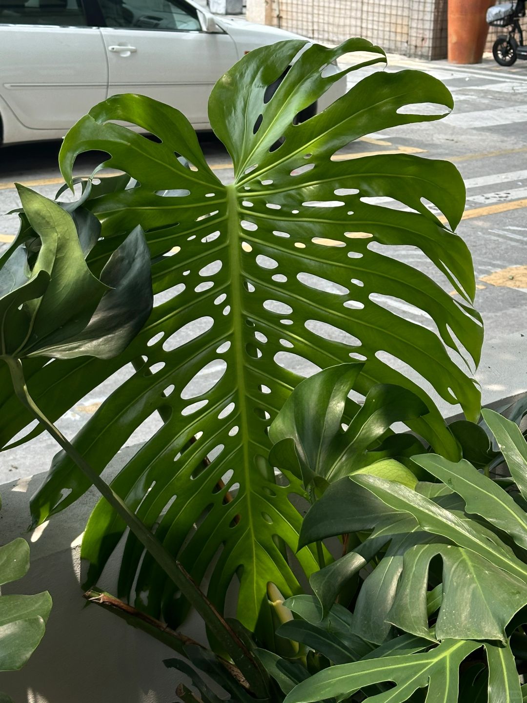 Finally I know how the holes in Monstera are formed.