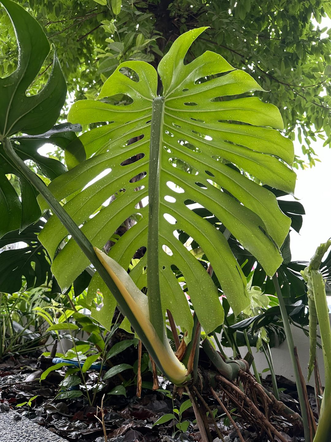 Finally I know how the holes in Monstera are formed.