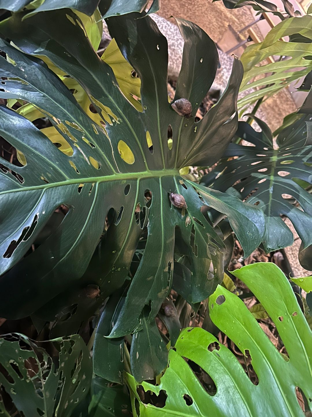 Finally I know how the holes in Monstera are formed.