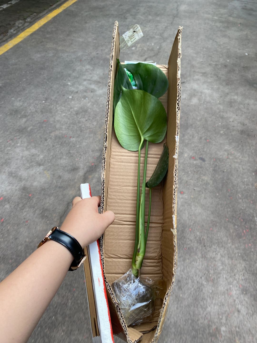 First time online shopping for Monstera, got off safely🥳👏