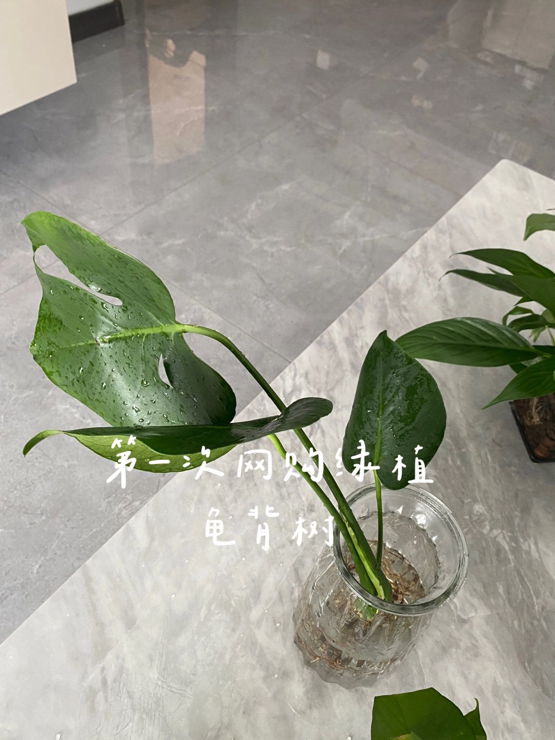 First time online shopping for Monstera, got off safely🥳👏