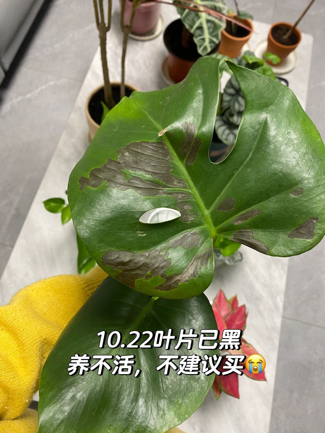 First time online shopping for Monstera, got off safely🥳👏