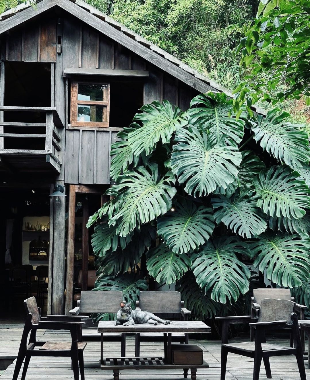 Giant Monstera in the coffee shop