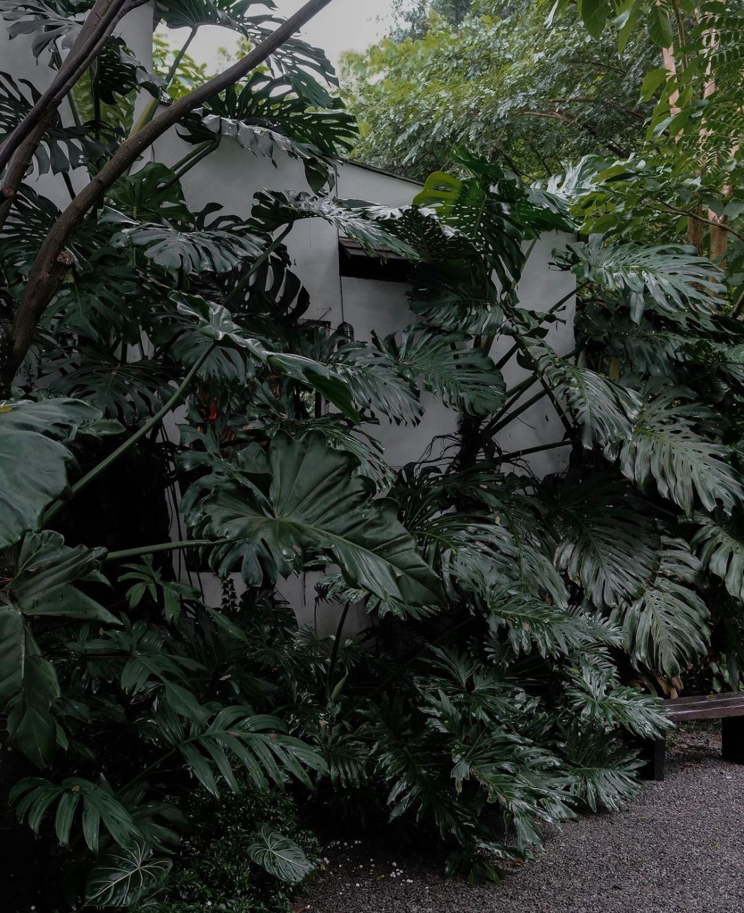 Giant Monstera in the coffee shop