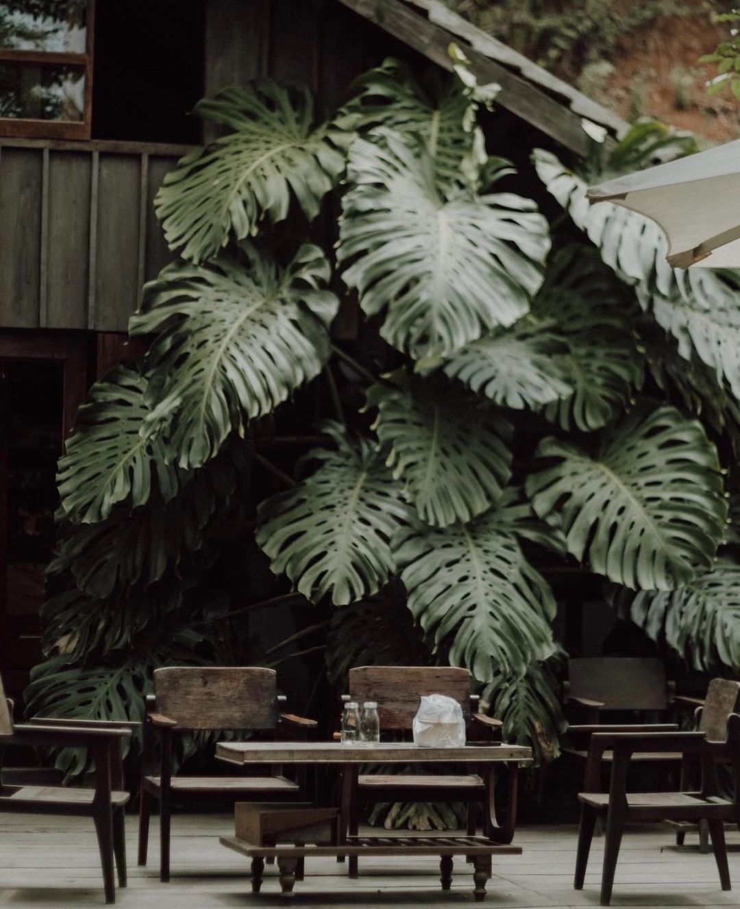 Giant Monstera in the coffee shop