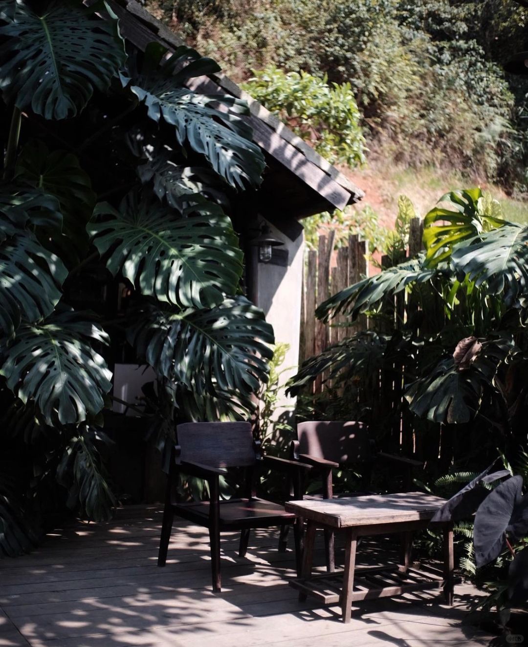 Giant Monstera in the coffee shop