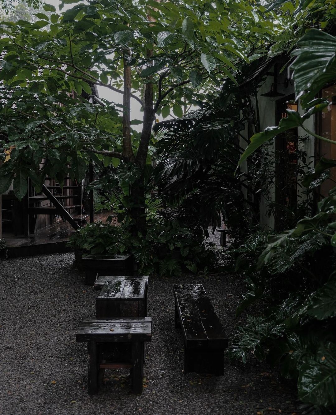 Giant Monstera in the coffee shop