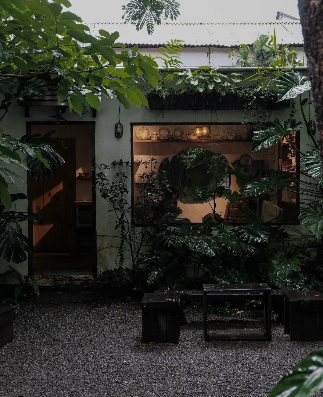 Giant Monstera in the coffee shop