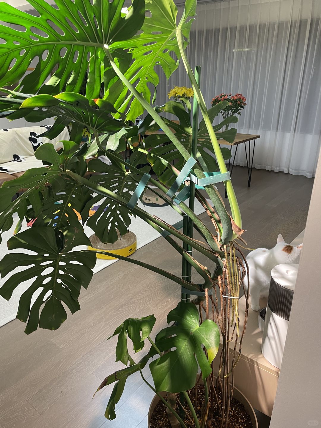 Give Monstera a Luxury House