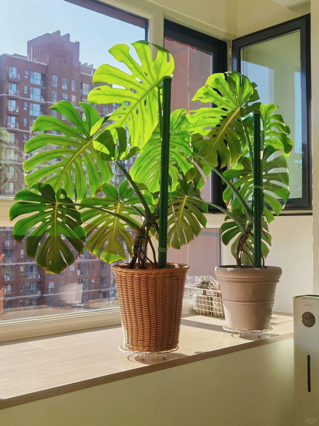 How many people are like me who can only look at the back of Monstera every day?